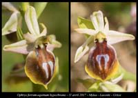 Ophrys-ferrum-equinum-hypochrome